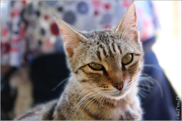 Chat à Delphes {JPEG}