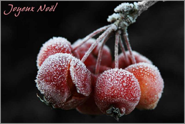 Joyeux Noël