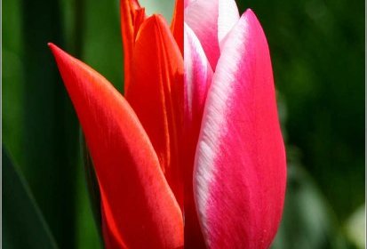 Tulipe "mixte" (montage photo...)