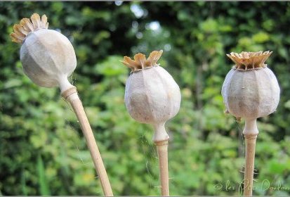 Capsules de pavot