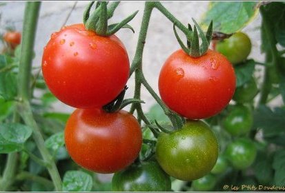 Tomates cerises