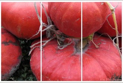 Citrouilles