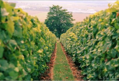 Vignes de Champagne