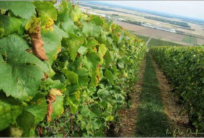 Paysage de Champagne