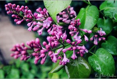 lilas