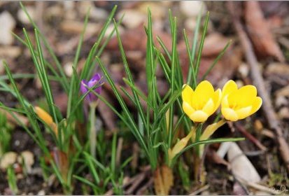 Crocus