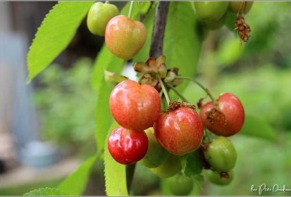 Cerises