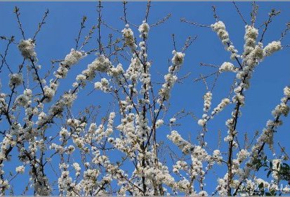 Cerisier en fleurs