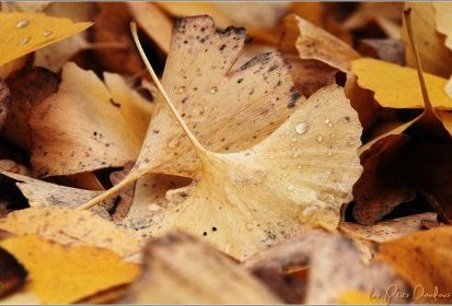 Tombent, tombent les feuilles d'or