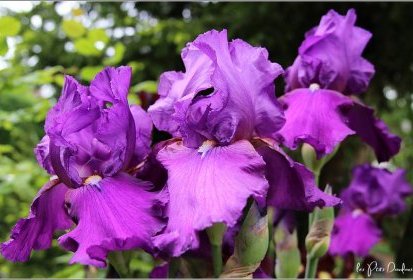 Iris