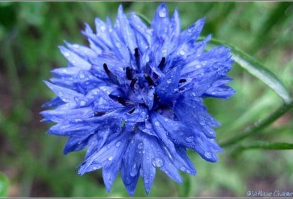 Bleuet