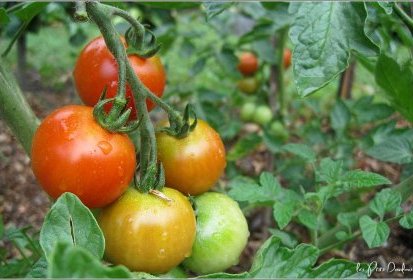 Tomates cerises