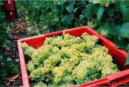 le temps des vendanges