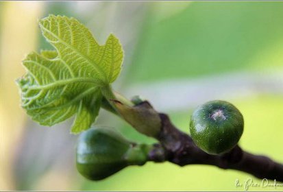 Futures figues...