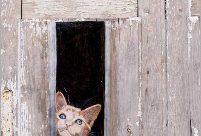 les chats de Troyes