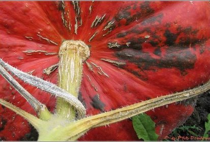 Citrouille