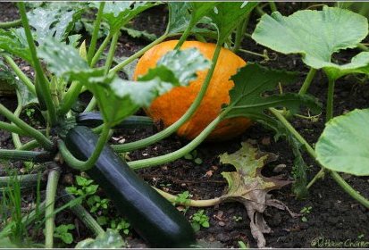 Courgette & Potiron