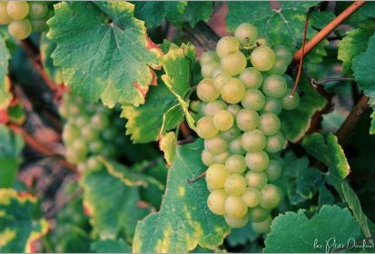Vignes de Champagne