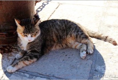 Chat croate (île de Kolocep)