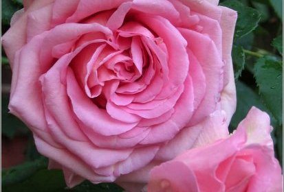 Roses