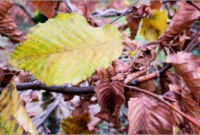 C'est l'Automne !...