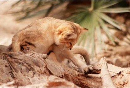 Chat des sables