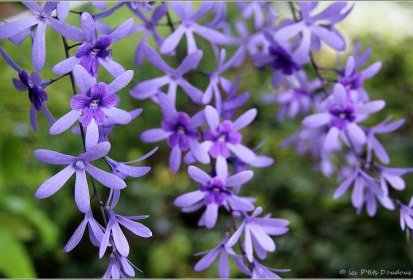 Madère - Petrea volubilis