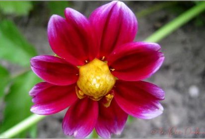 Mini dahlia