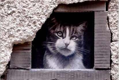 les chats de Troyes