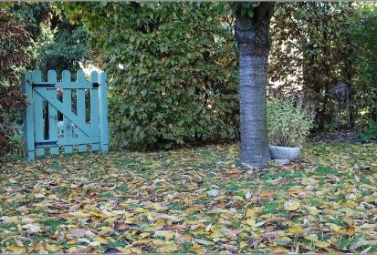 l'Automne dans le jardin