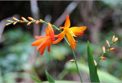 Madère - Crocosmia montbretia