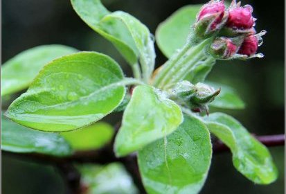 Pommier Everest