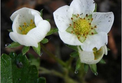 Fleurs de fraisier