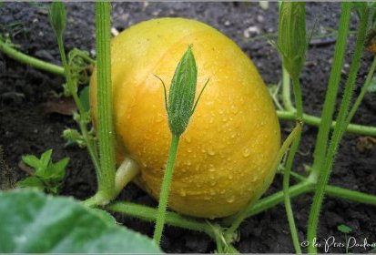 citrouille après la pluie