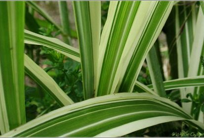 Miscanthus sinensis