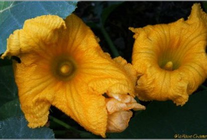 fleurs de potiron