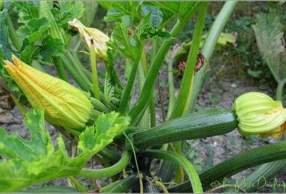 Courgettes en fleurs