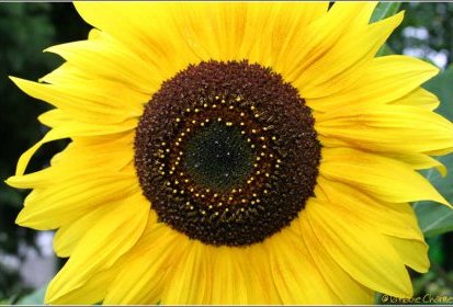 Tournesol