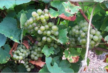 le Temps des vendanges