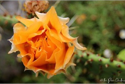 Figuier de barbarie (Jardin de Trsteno)