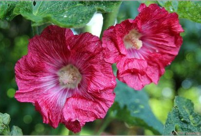 Roses trémières