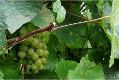 le Temps des vendanges