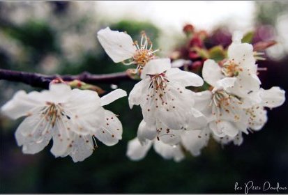 fleurs de cerisier