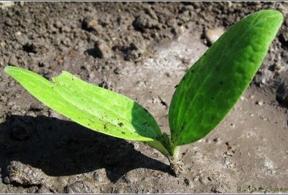 des courgettes en devenir !...