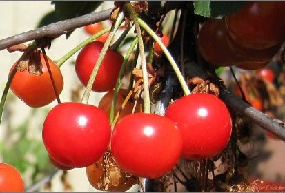 Cerises