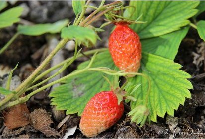 Fraises