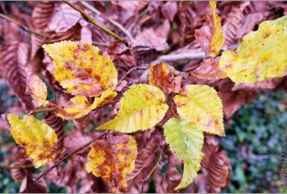 C'est l'Automne !...