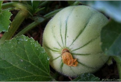 melon...