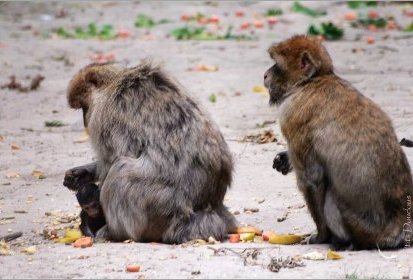 Terre des Singes