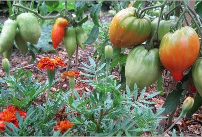 Tomates